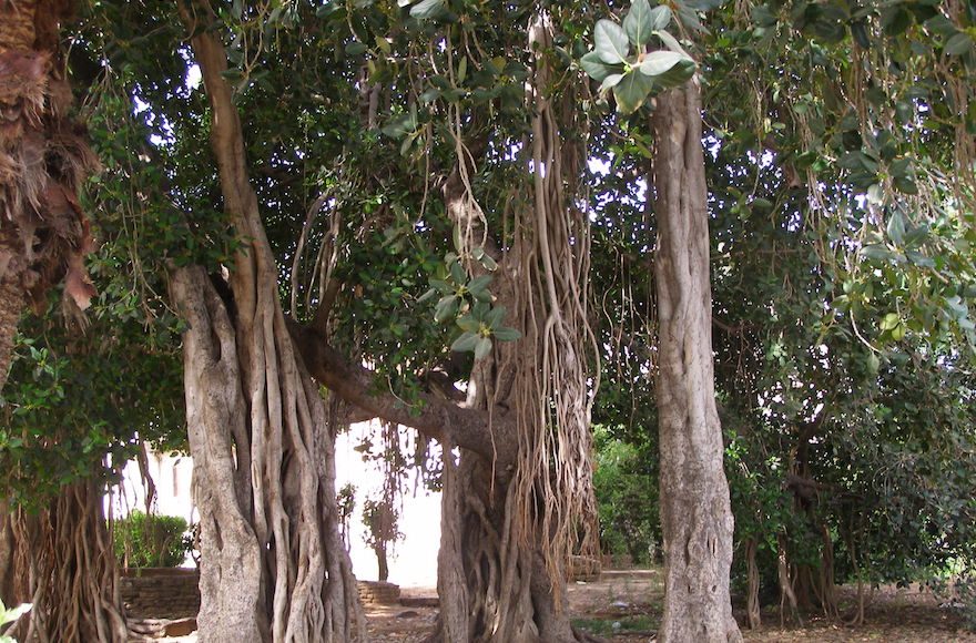 Netter's Banyan Tree (Courtesy of Mikveh Israel Visitors Center)