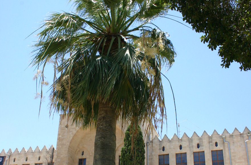 Einstein's Palm (Courtesy of the Technion)